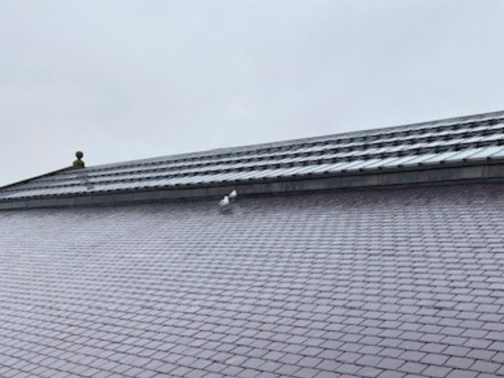 Gulls checking out the solar array on the roof