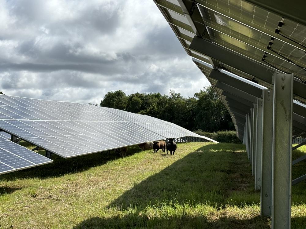 Curious sheep grazing the land on which the solar was installed