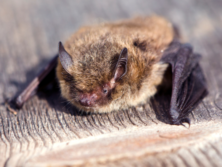 (Pipistrellus pipistrellus)